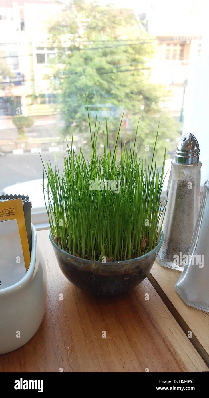 Plant de riz dans le pot Banque D'Images