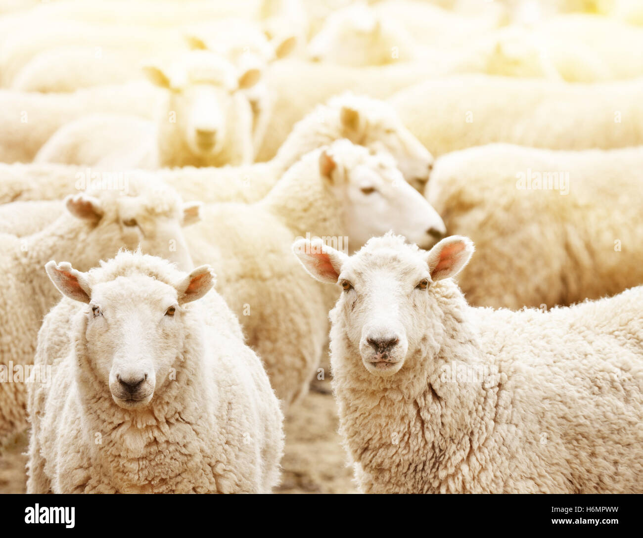 Ferme d'élevage, troupeau de moutons Banque D'Images