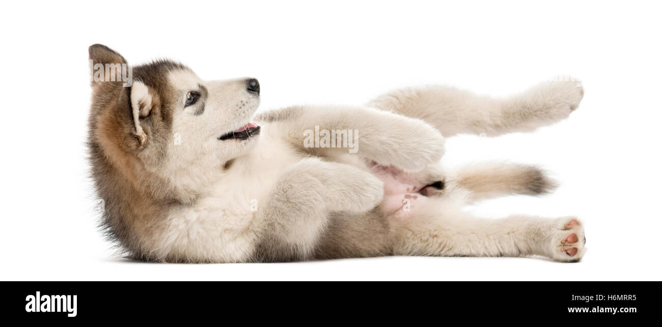 Alaskan Malamute chiot gisant au bord isolated on white Banque D'Images