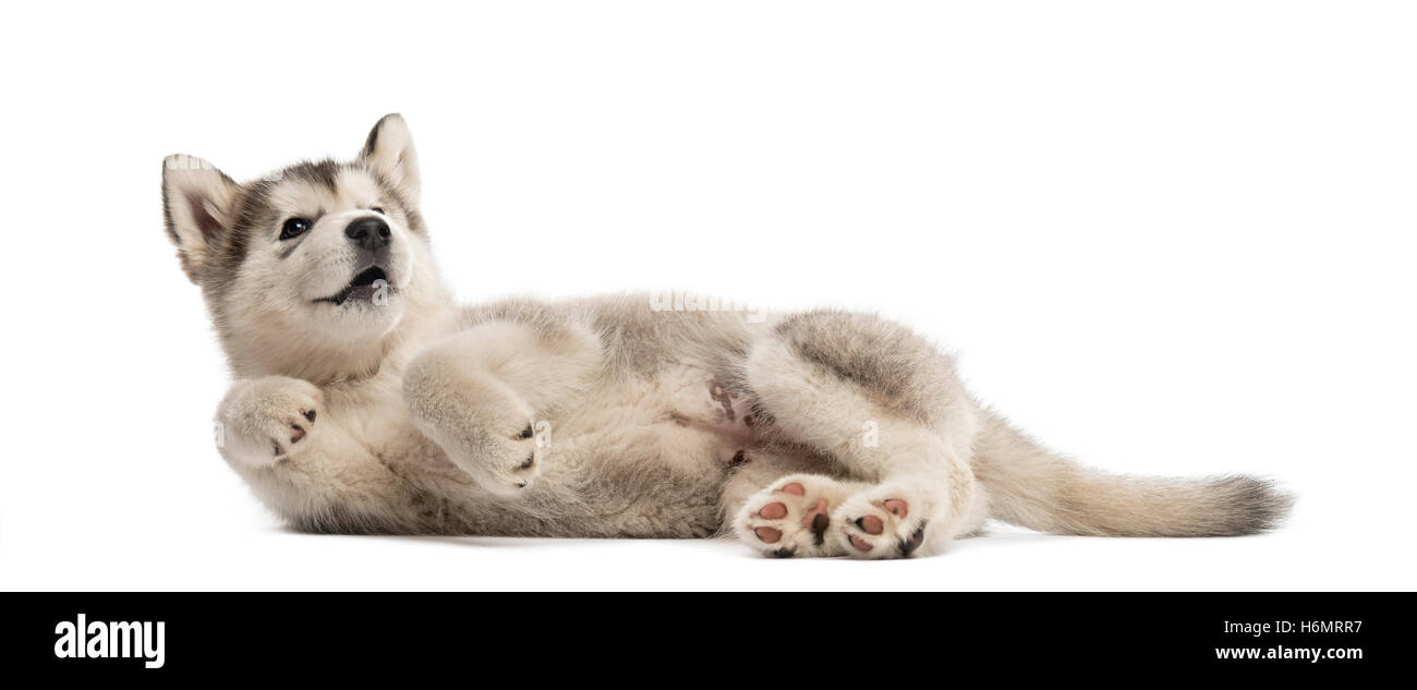 Alaskan Malamute chiot gisant au bord isolated on white Banque D'Images