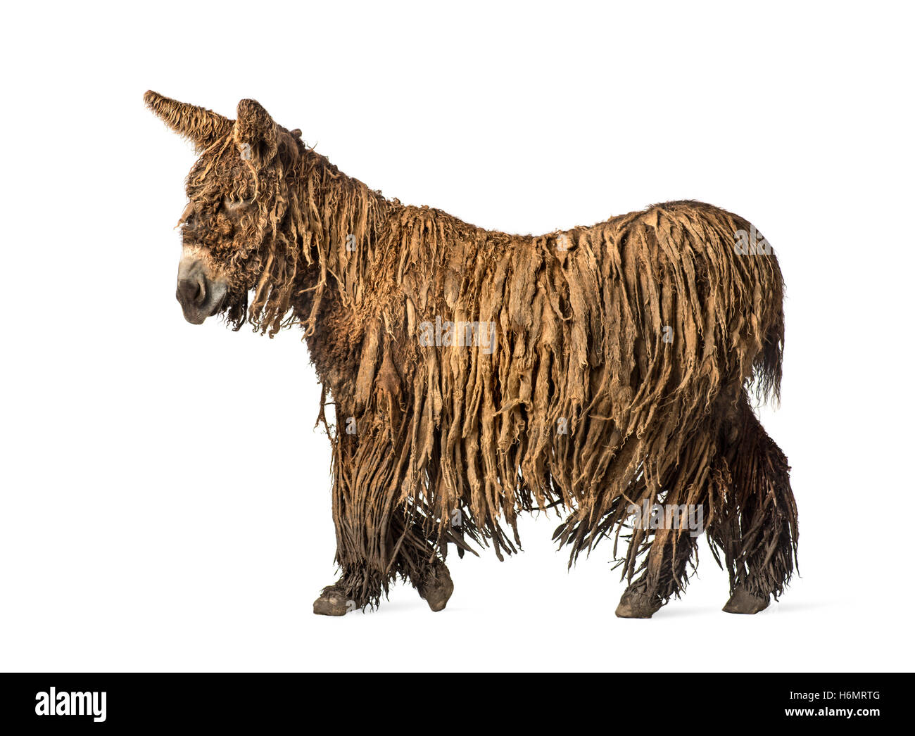 Vue latérale d'un Baudet du Poitou avec un manteau rasta walking isolated on white Banque D'Images