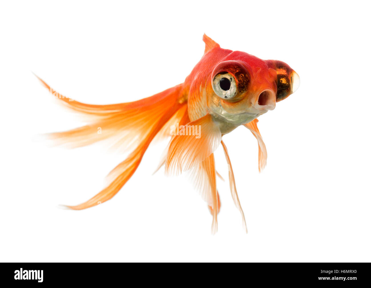 Goldfish swimming islolated on white Banque D'Images