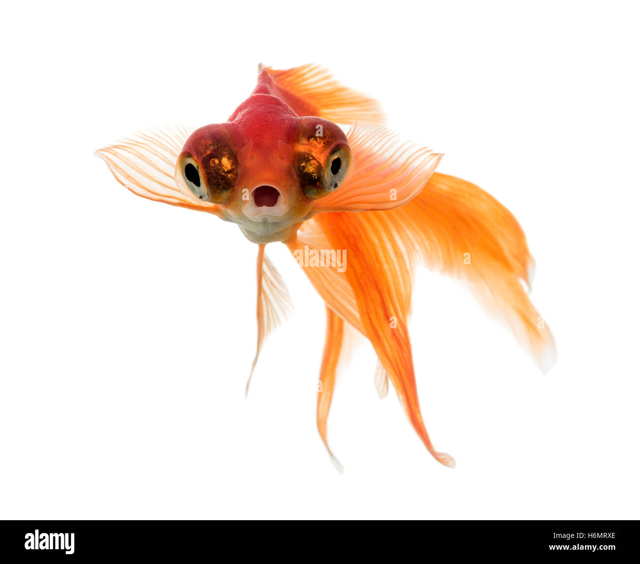 Vue de face d'un poisson rouge dans l'eau, islolated on white Banque D'Images