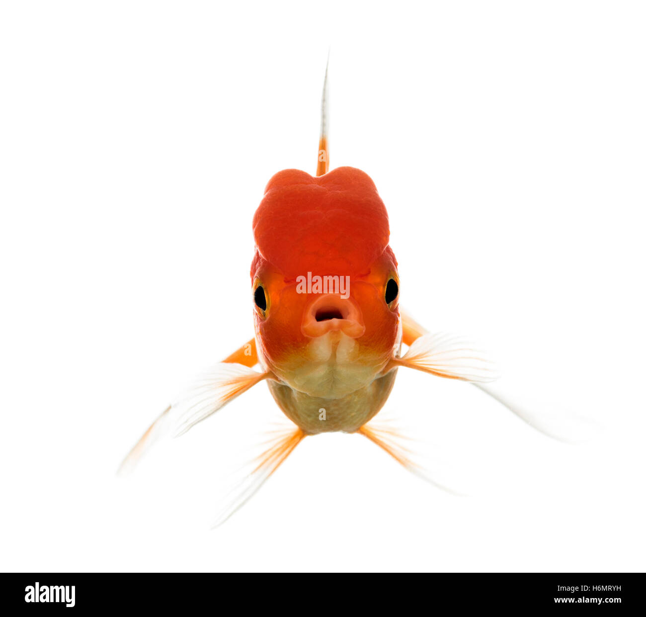 Vue avant d'une tête de lion poisson rouge bouche ouverture isolated on white Banque D'Images
