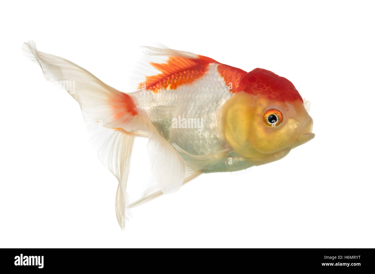 Vue latérale d'une tête de lion goldfish isolated on white Banque D'Images