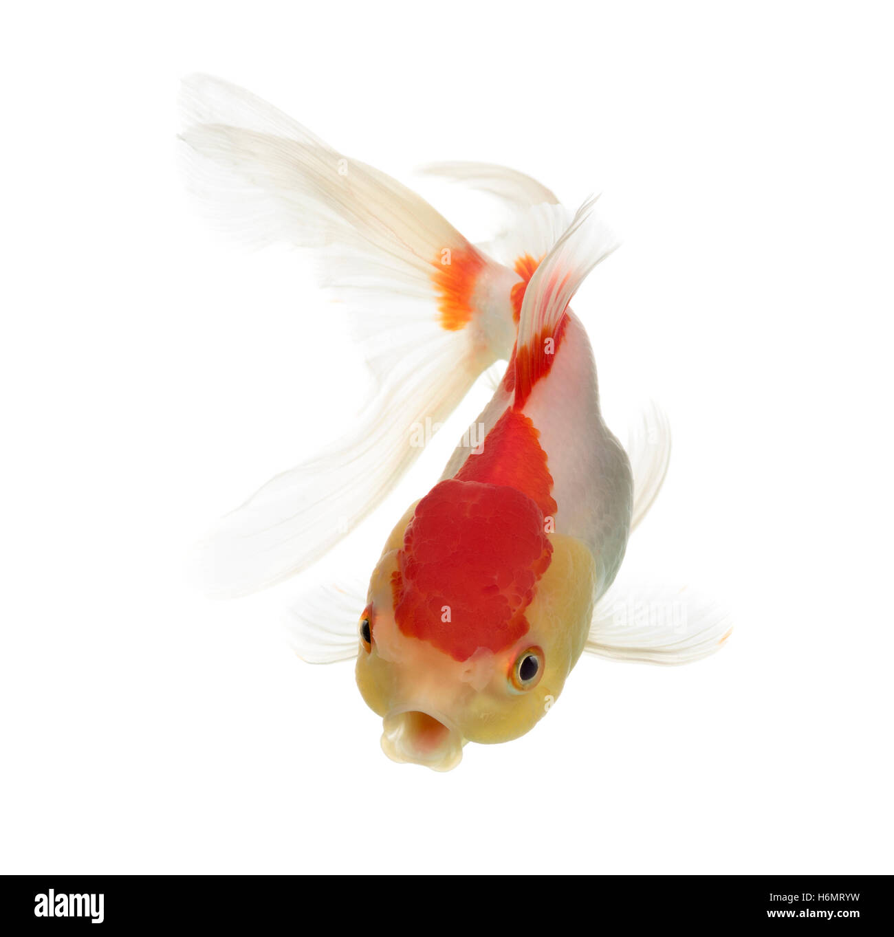Vue de dessus d'une tête de lion goldfish isolated on white Banque D'Images