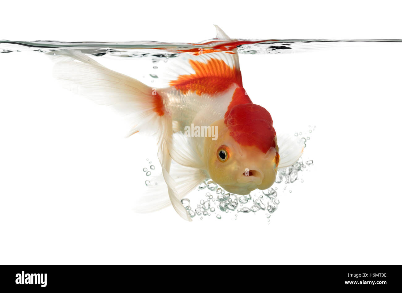 Vue latérale d'une tête de lion plongée goldfish isolated on white Banque D'Images