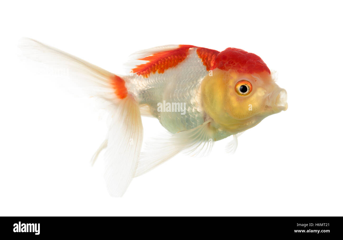 Vue latérale d'une tête de lion goldfish isolated on white Banque D'Images