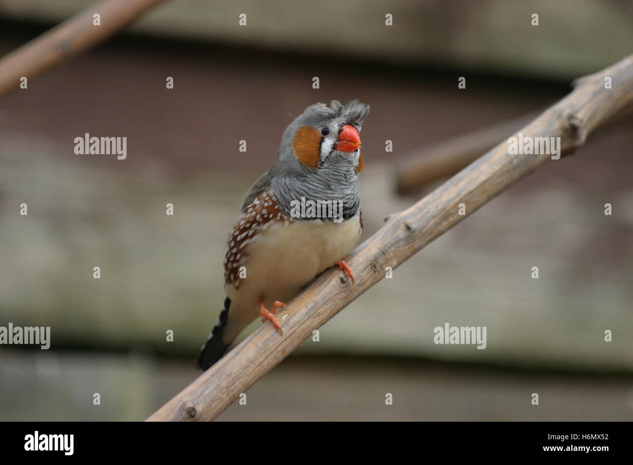 Struwwelpeter Banque D'Images