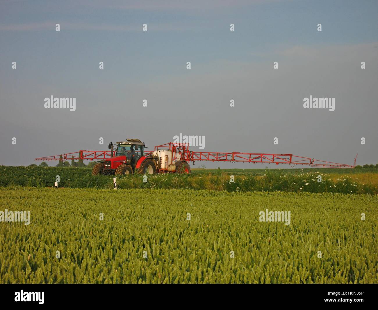 contrôle des mauvaises herbes Banque D'Images