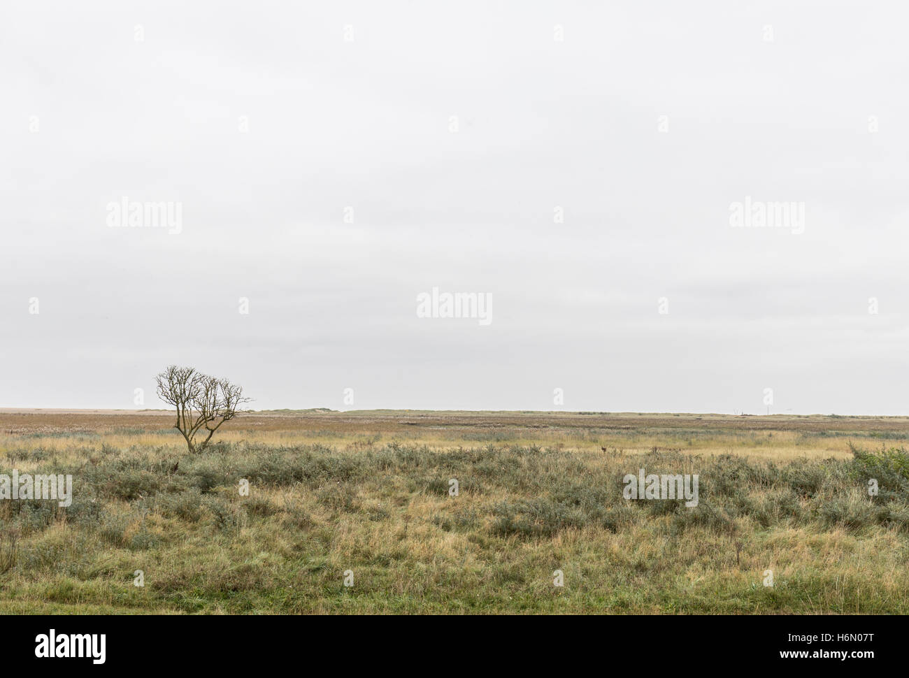 Le Lincolnshire marsh land sous un ciel plus exprimés en automne Banque D'Images