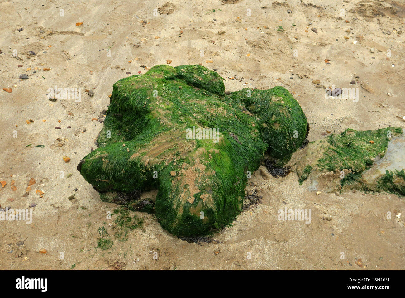 Les fossiles. 125 millions d'années du moule en grès de l'Iguanodon empreintes sur la 'forêt' beach à Hanovre Point sur l'île de Wight. Banque D'Images