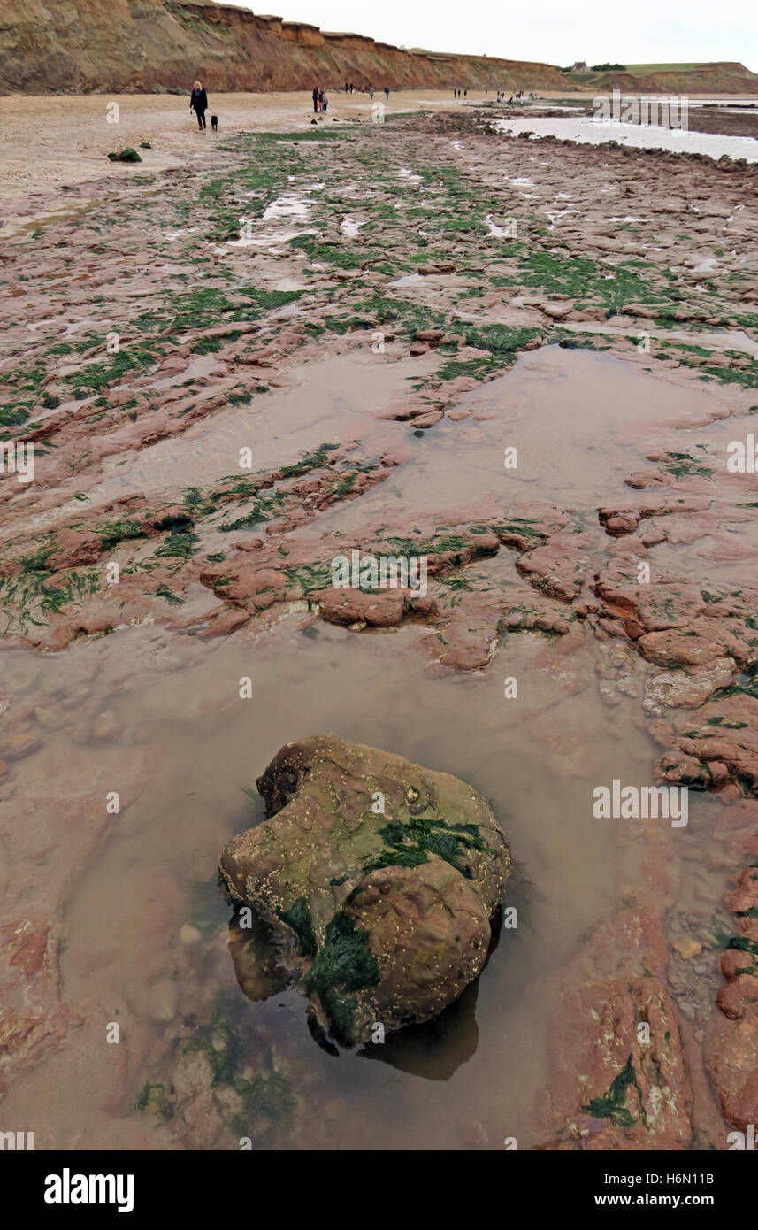 Les fossiles. 125 millions d'années du moule en grès de l'Iguanodon empreintes sur la 'forêt' beach à Hanovre Point sur l'île de Wight. Banque D'Images