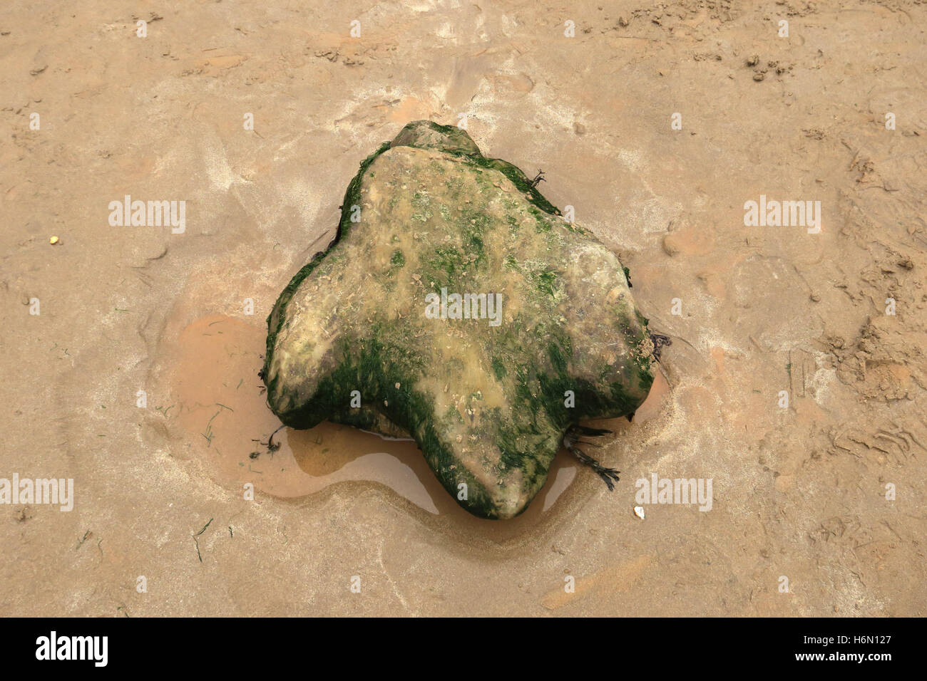 Les fossiles. 125 millions d'années du moule en grès de l'Iguanodon empreintes sur la 'forêt' beach à Hanovre Point sur l'île de Wight. Banque D'Images