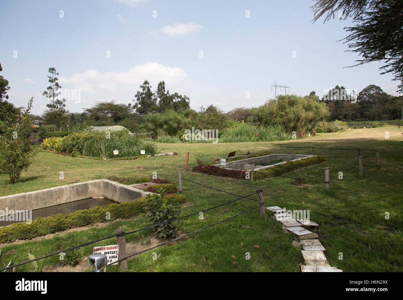 La zone humide de traiter toutes les eaux usées Longonot Horticulture Ltd Kenya Naivasha Banque D'Images