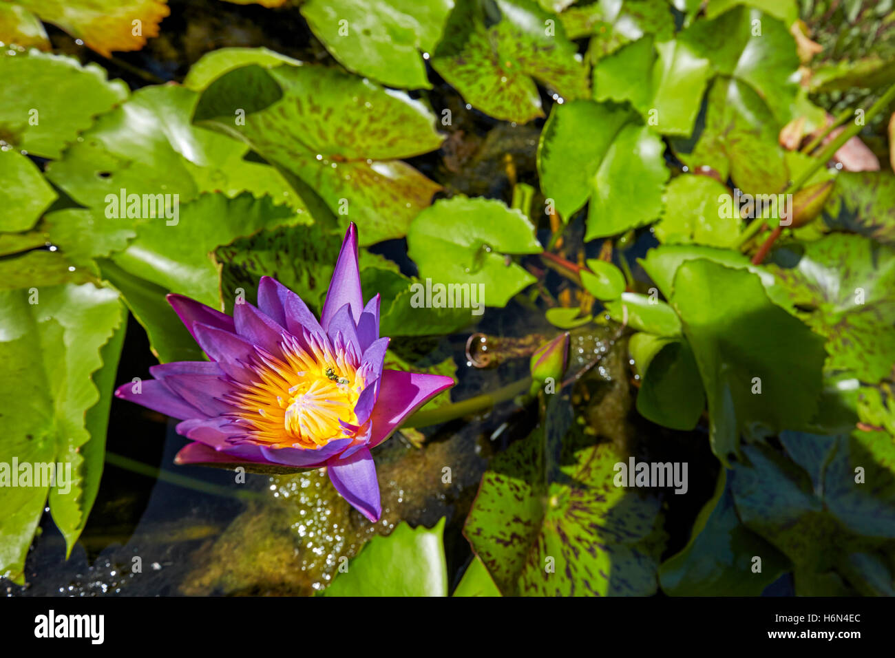 Blue Star water lily flower, Vietnam. Nom scientifique : Nymphaea nouchali. Banque D'Images
