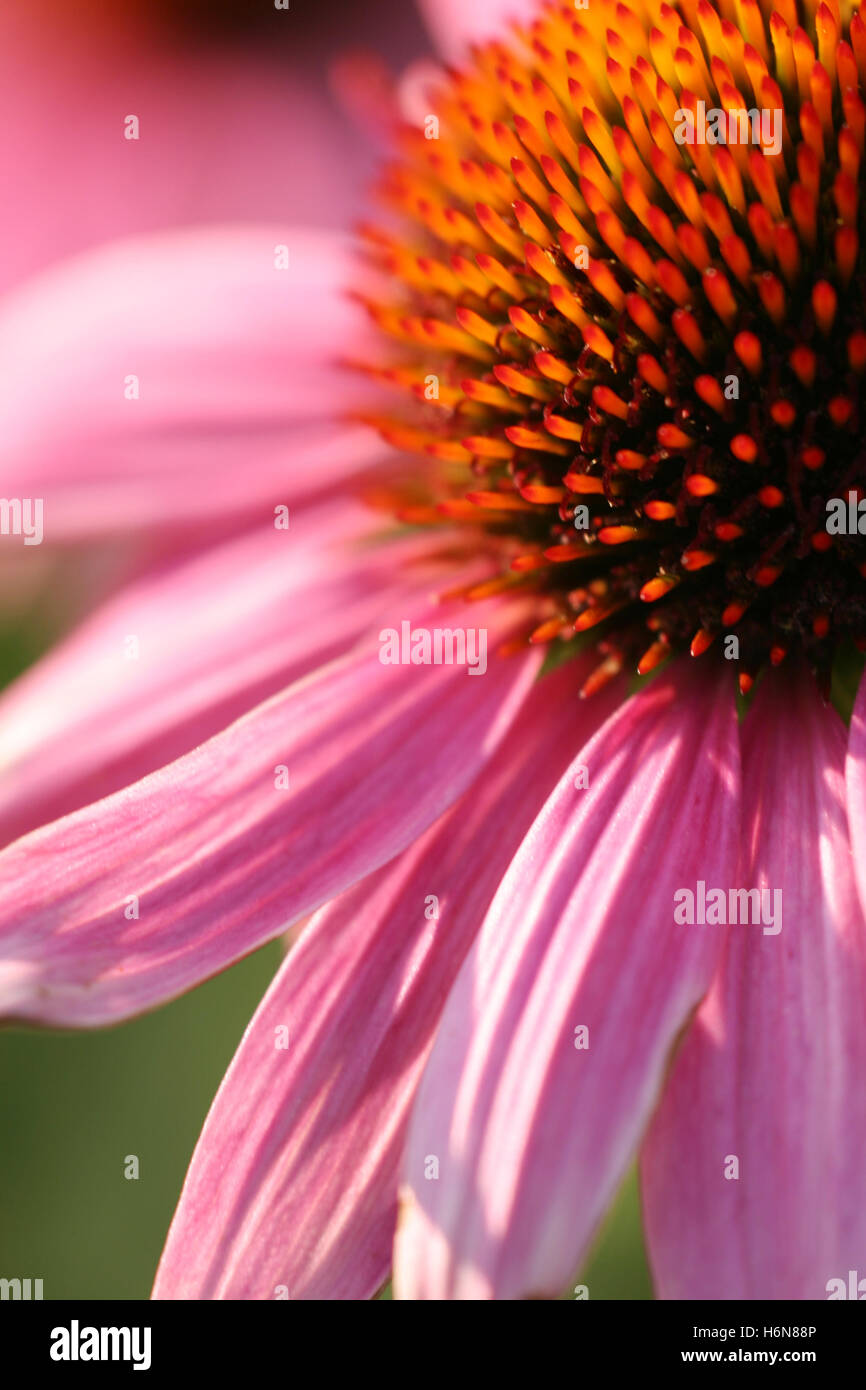 Echinacea purpurea Banque D'Images