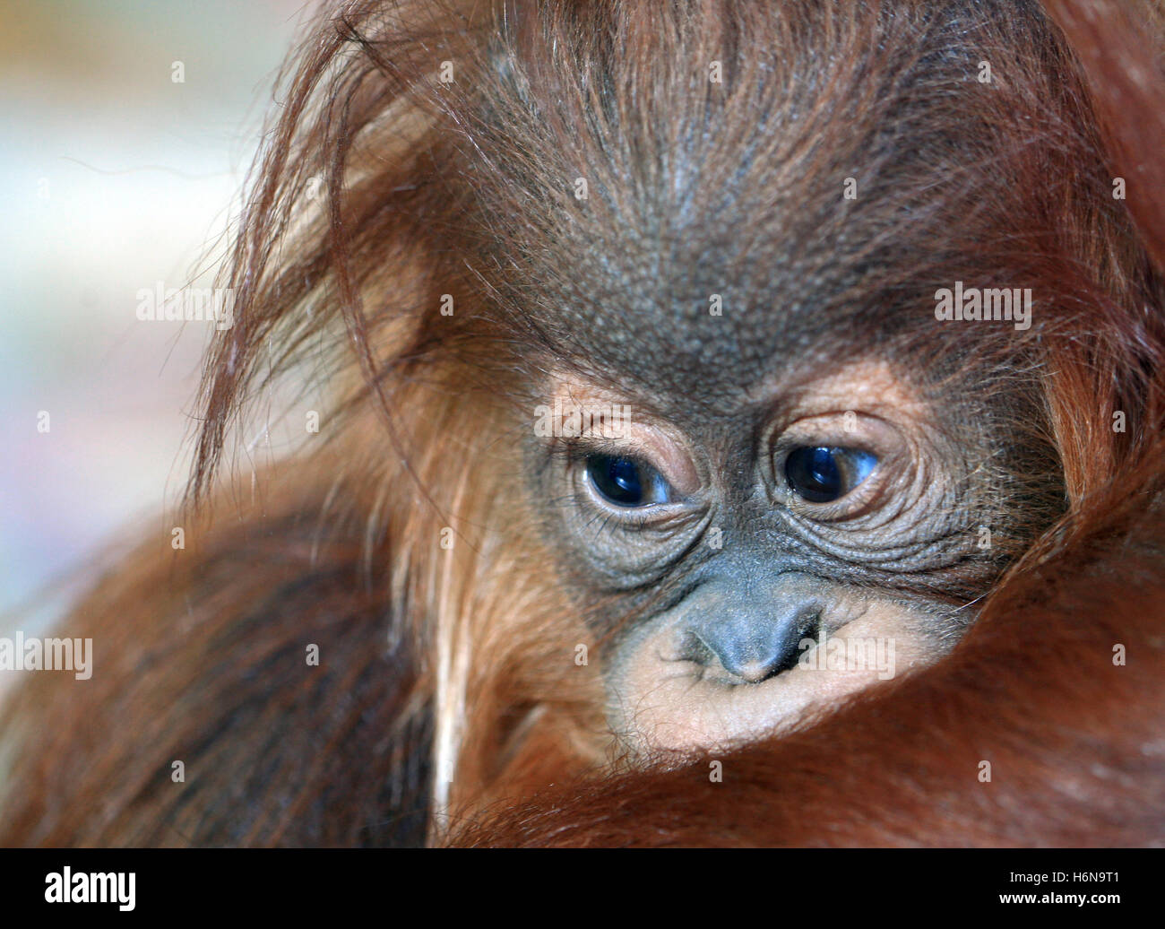 bébé orang-outan Banque D'Images
