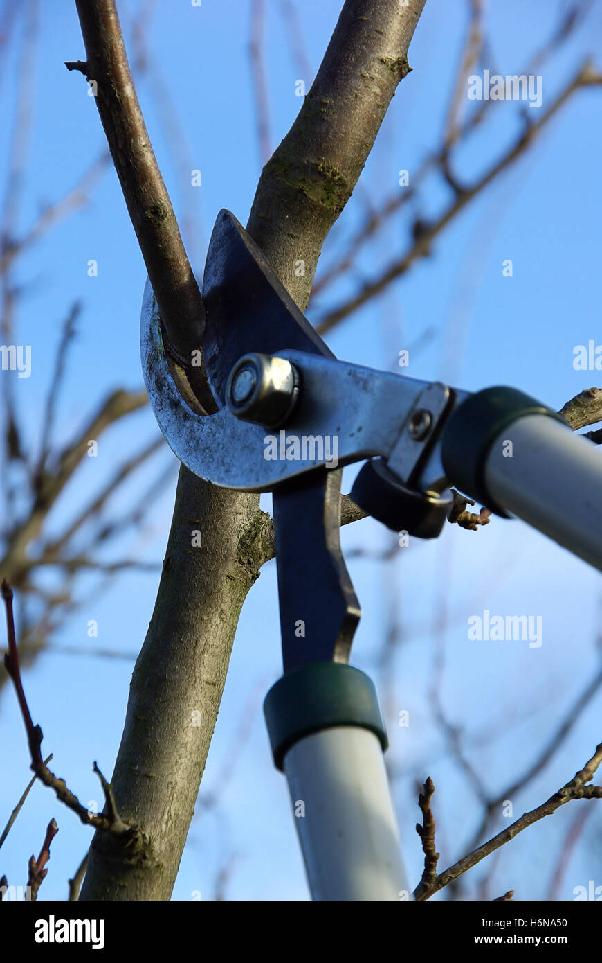 Ciseaux pour couper les branches d'arbre en fer Photo Stock - Alamy