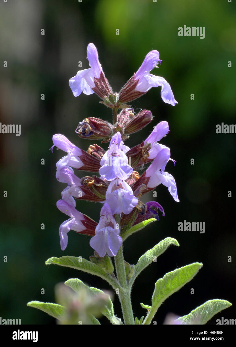 plantes fleurs Banque D'Images