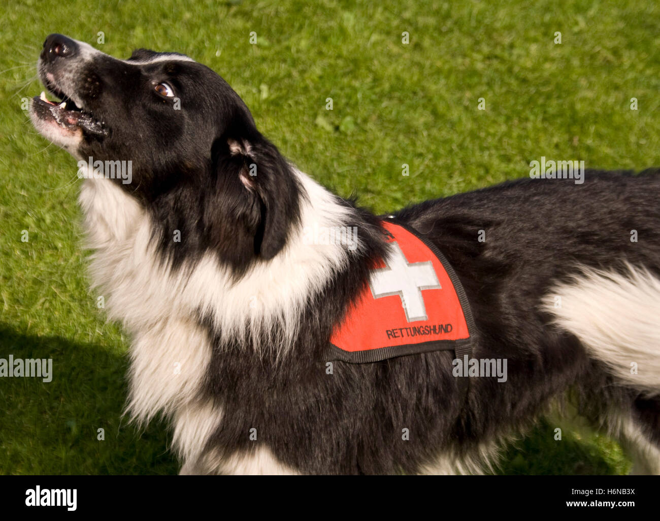 Chien de sauvetage 021 080921 Banque D'Images