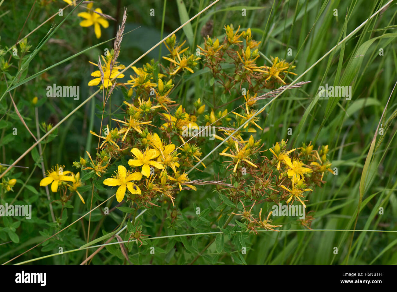 Perforer, St.John's wort, Hypericum perforatum, plante à fleurs jaunes sur downland scrub, Berkshire, Juillet Banque D'Images
