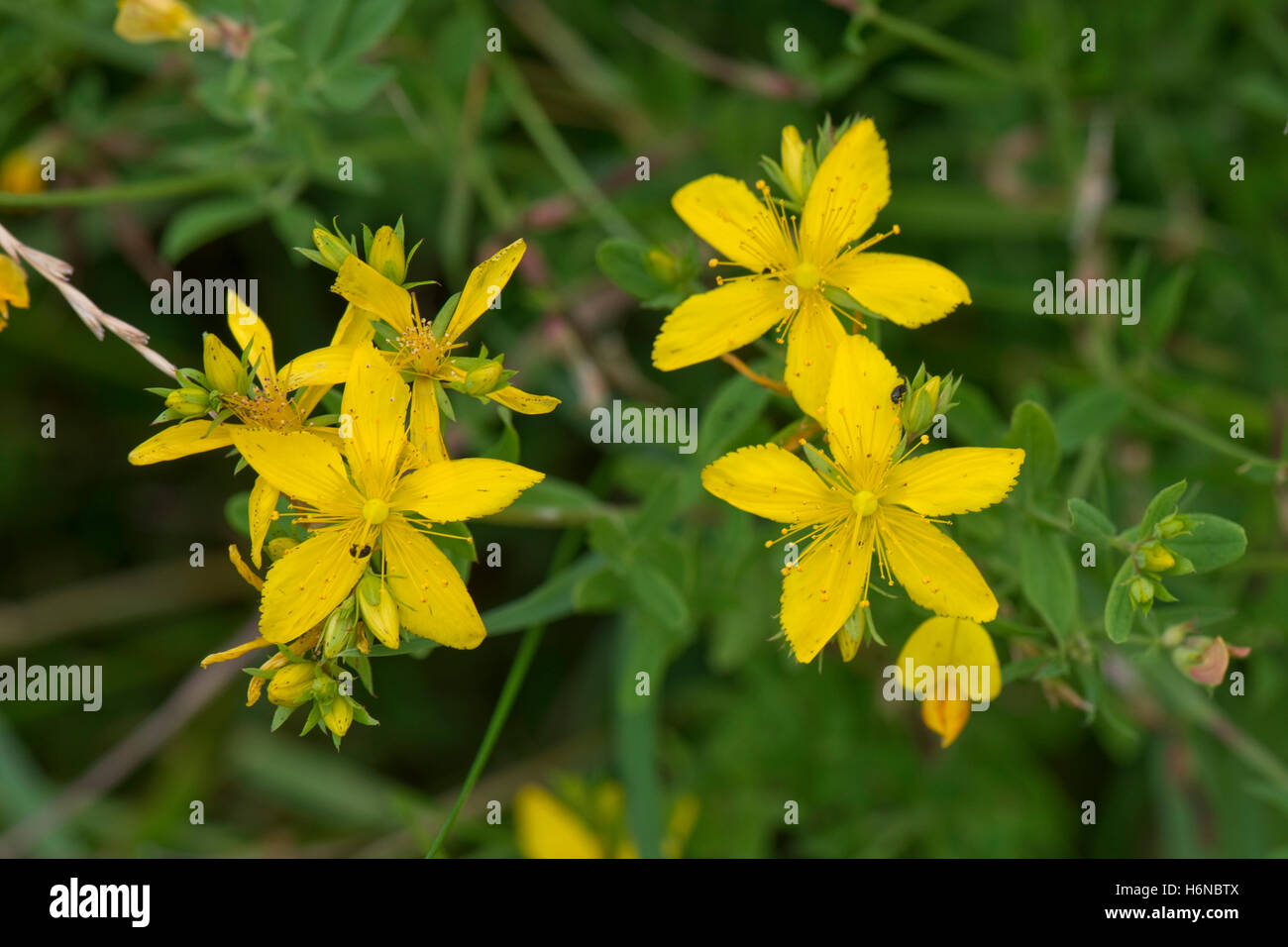 Perforer, St.John's wort, Hypericum perforatum, plante à fleurs jaunes sur downland scrub, Berkshire, Juillet Banque D'Images