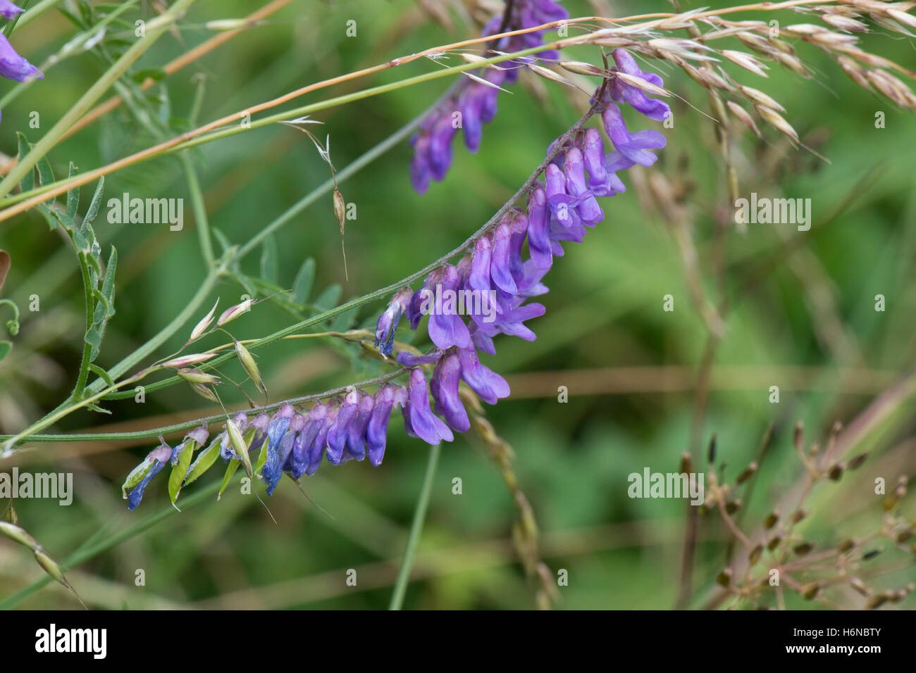 Fleur et gousses de vesce jargeau, Vicia cracca, Berkshire, Juillet Banque D'Images