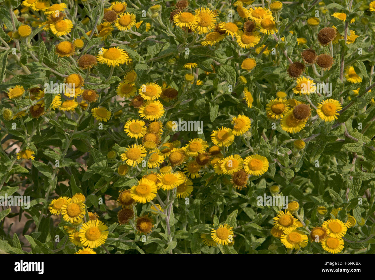 Fleurs jaunes de vergerette, pulicaria dysenterica commun, certains vont aux semences, Berkshire, Août Banque D'Images