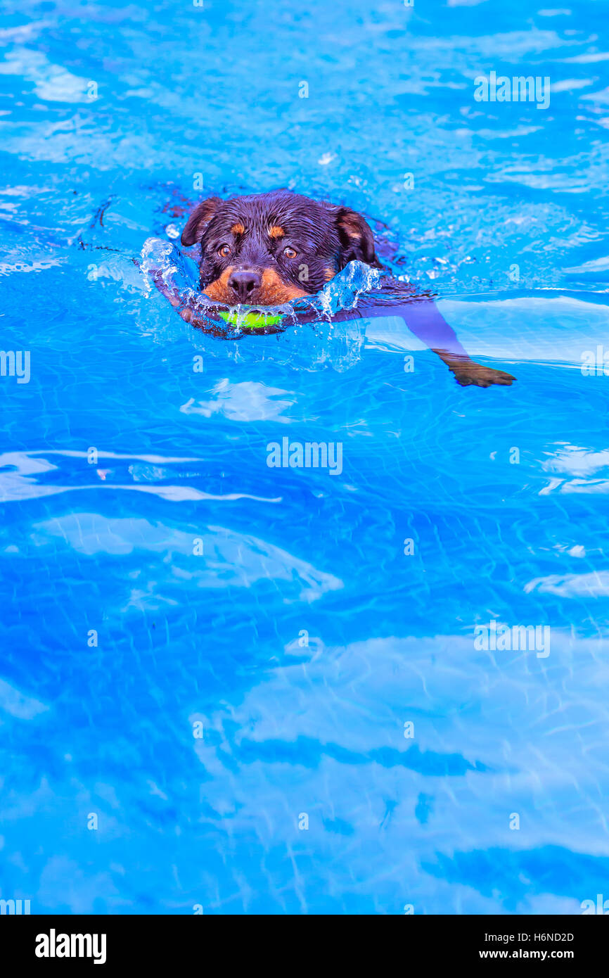 Chien Rottweiler nager dans la piscine avec balle de tennis jaune dans la bouche Banque D'Images