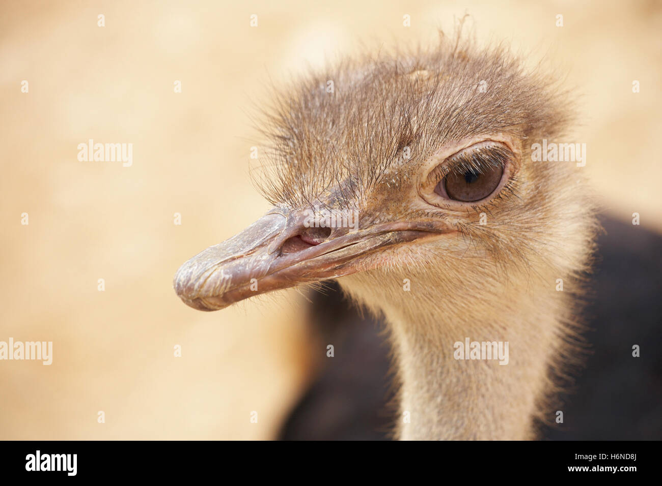 oiseaux Banque D'Images