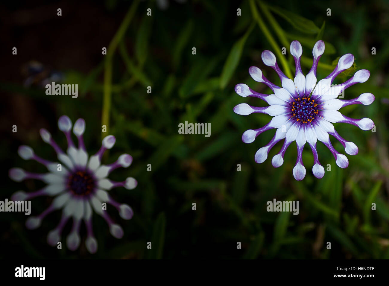 Fleurs daisy africains (Osteospermum) avec leurs minuscules en forme de pétales, Close up Banque D'Images