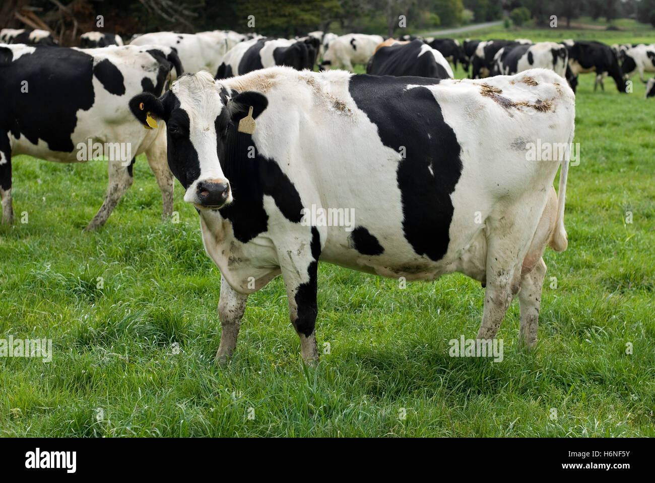 animaux utiles Banque D'Images