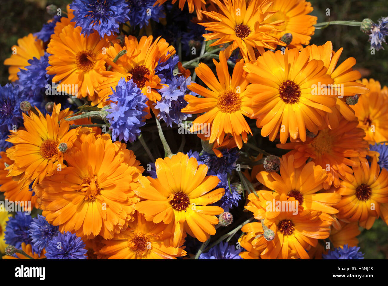 Bouquet de fleurs colorées Banque D'Images
