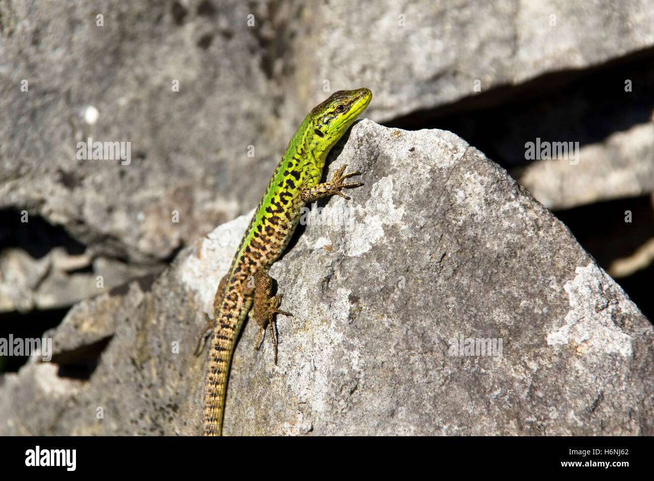 Reptiles Amphibiens Banque D'Images