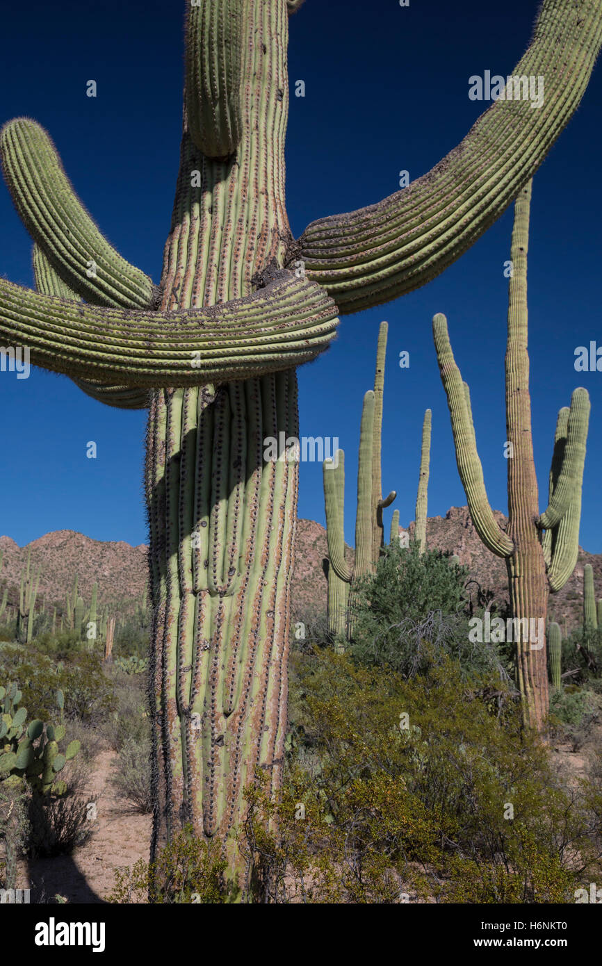 Tucson, Arizona - cactus Saguaro (Carnegiea gigantea) dans la région de Saguaro National Park. Banque D'Images