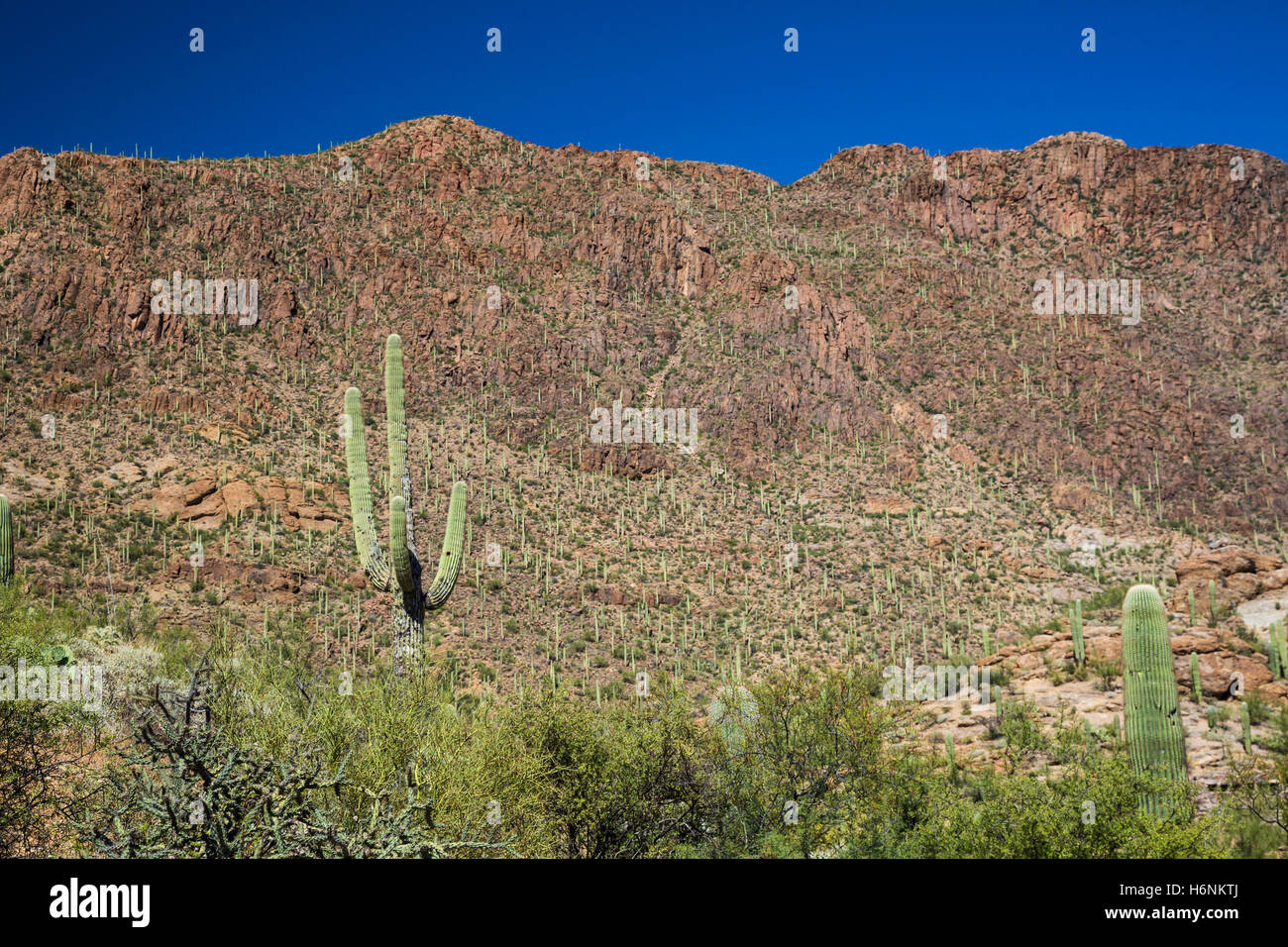 Tucson, Arizona - cactus Saguaro (Carnegiea gigantea) à Tucson Mountain Park. Banque D'Images