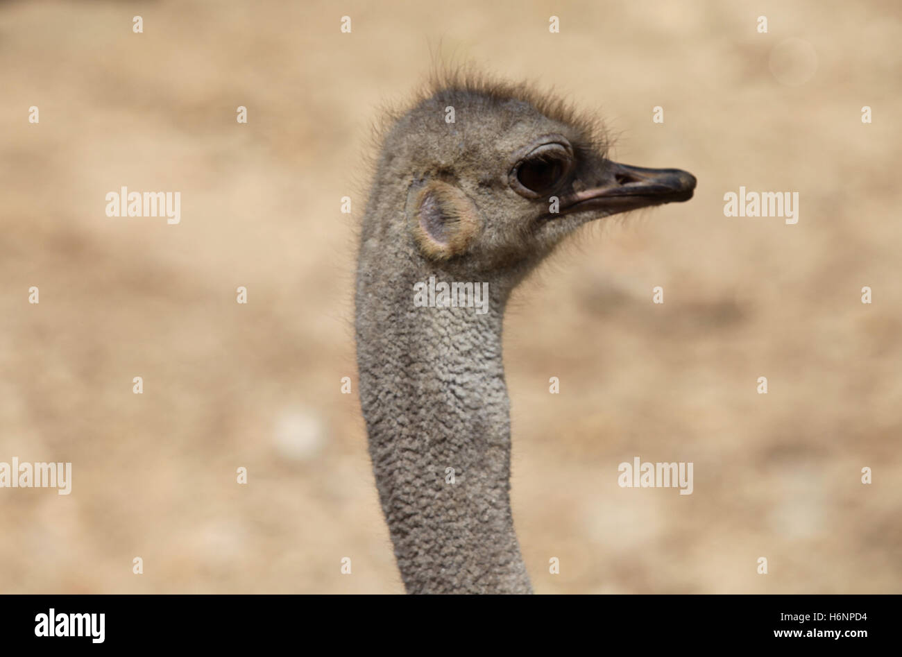 Animal Qui Ressemble A Une Autruche Oiseaux d'autruche avec un long cou, Thaïlande, Asie du Sud Est Photo Stock  - Alamy