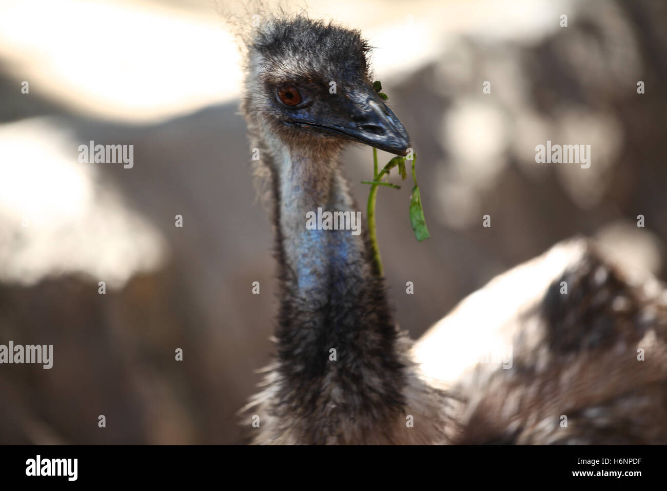 Animal Qui Ressemble A Une Autruche Oiseaux d'autruche avec un long cou, Thaïlande, Asie du Sud Est Photo Stock  - Alamy