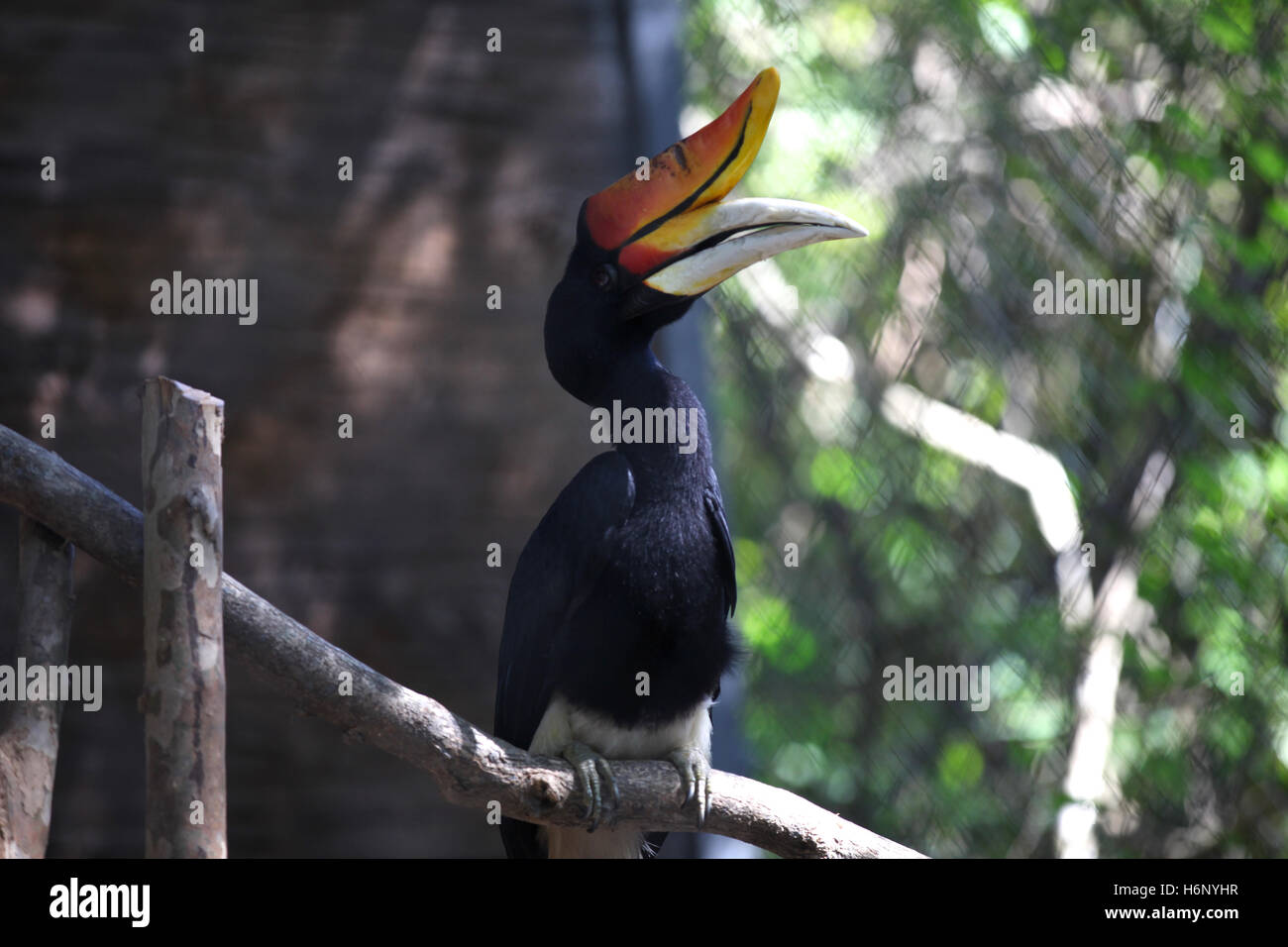 Oiseau Noir Avec Un Grand Bec La Thaïlande Le Sud Est