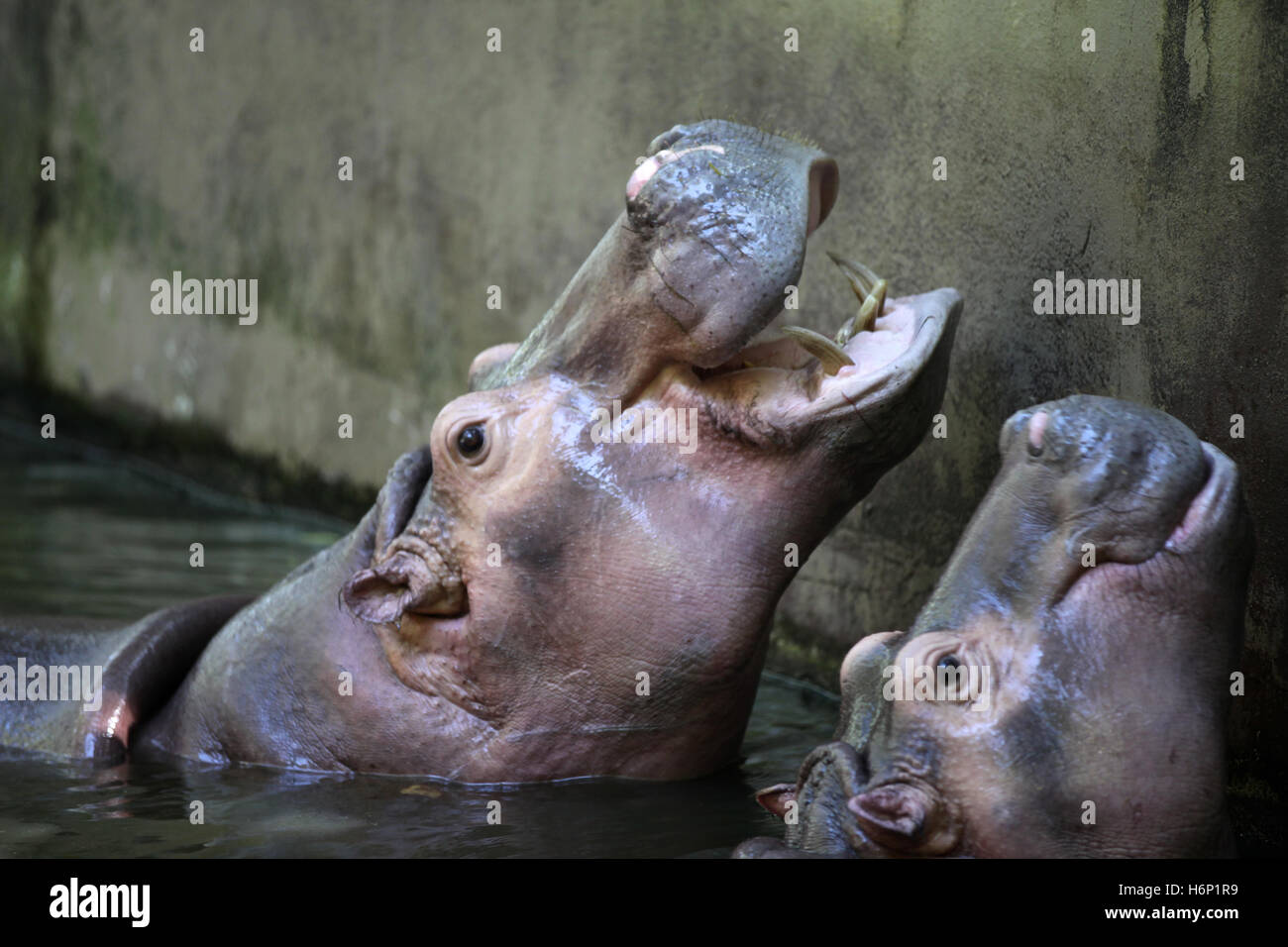 Grand Hippopotame dans l'eau, la Thaïlande, l'Asie du sud-est Banque D'Images