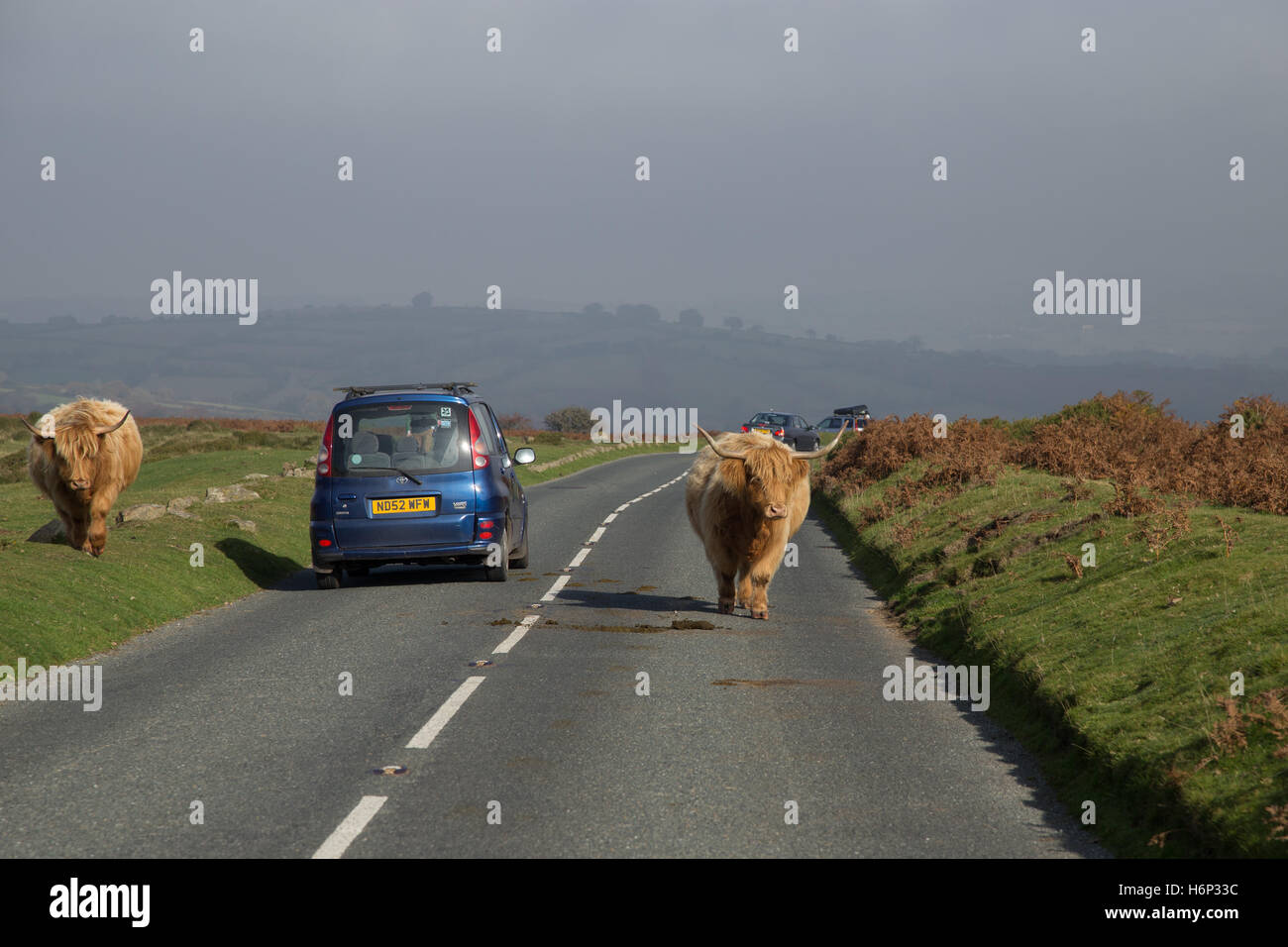 Longhorn Highland cattle marcher le long des routes à Dartmoor, dans le Devon, Royaume-Uni. Banque D'Images