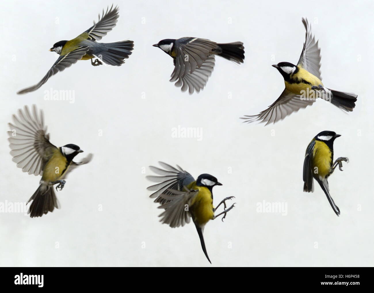 Oiseaux en vol avec des feuilles jaunes et des ailes. Une exposition multiple de 6 images Banque D'Images