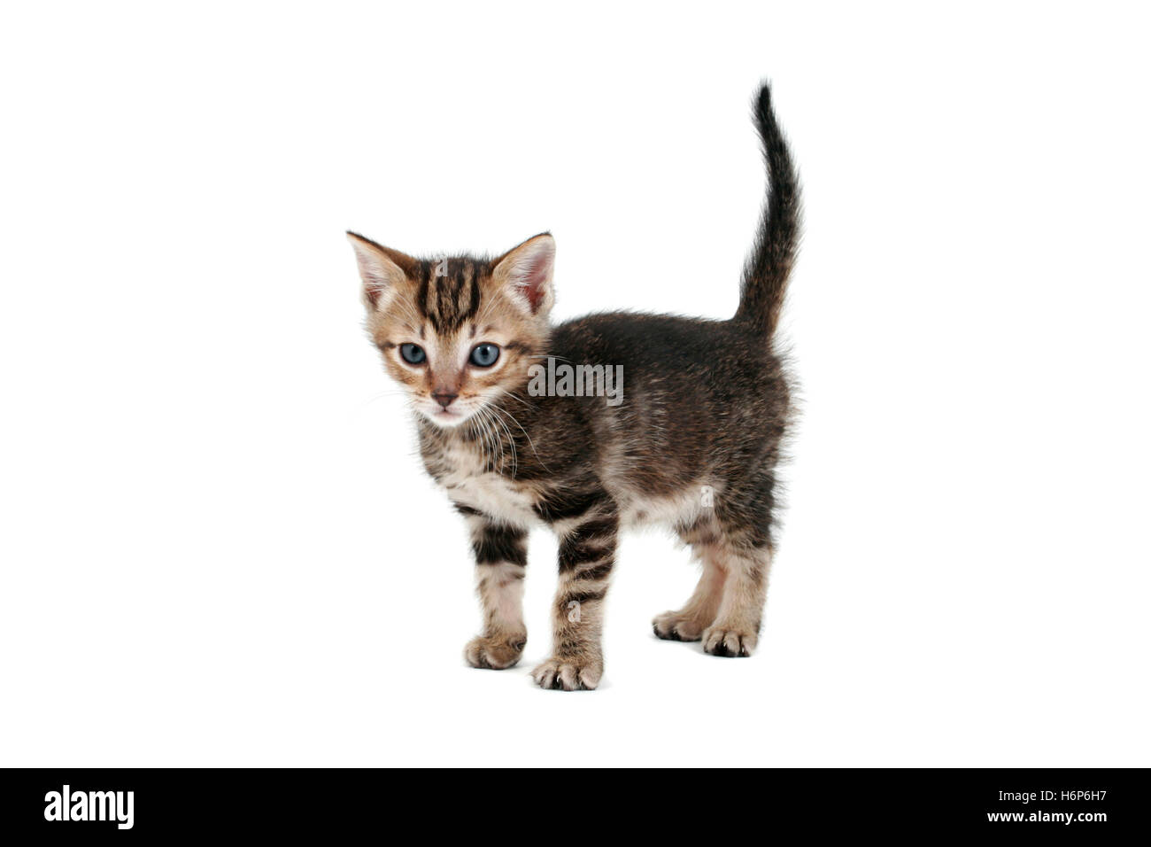 animaux domestiques Banque D'Images