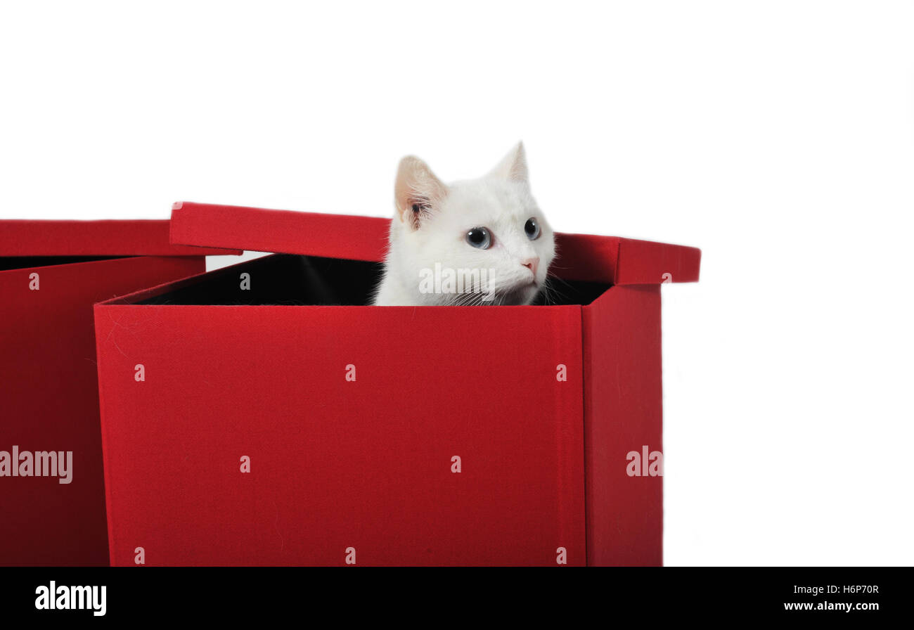 animaux domestiques Banque D'Images