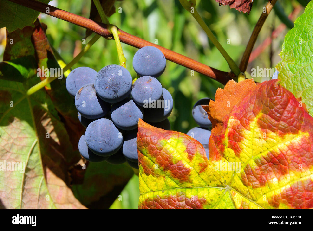 La pourriture du raisin rouge raisin - 19 Banque D'Images