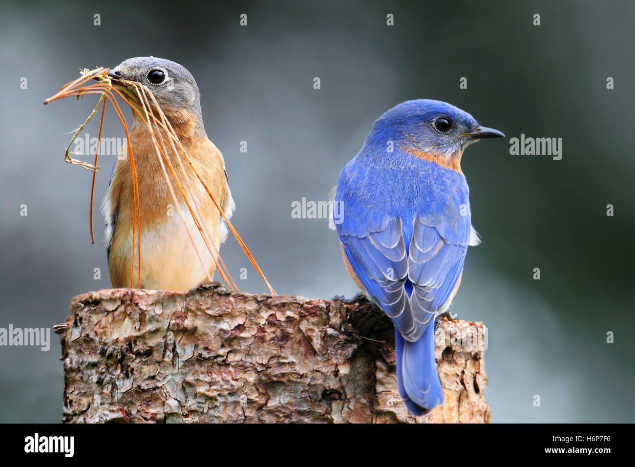 oiseaux Banque D'Images