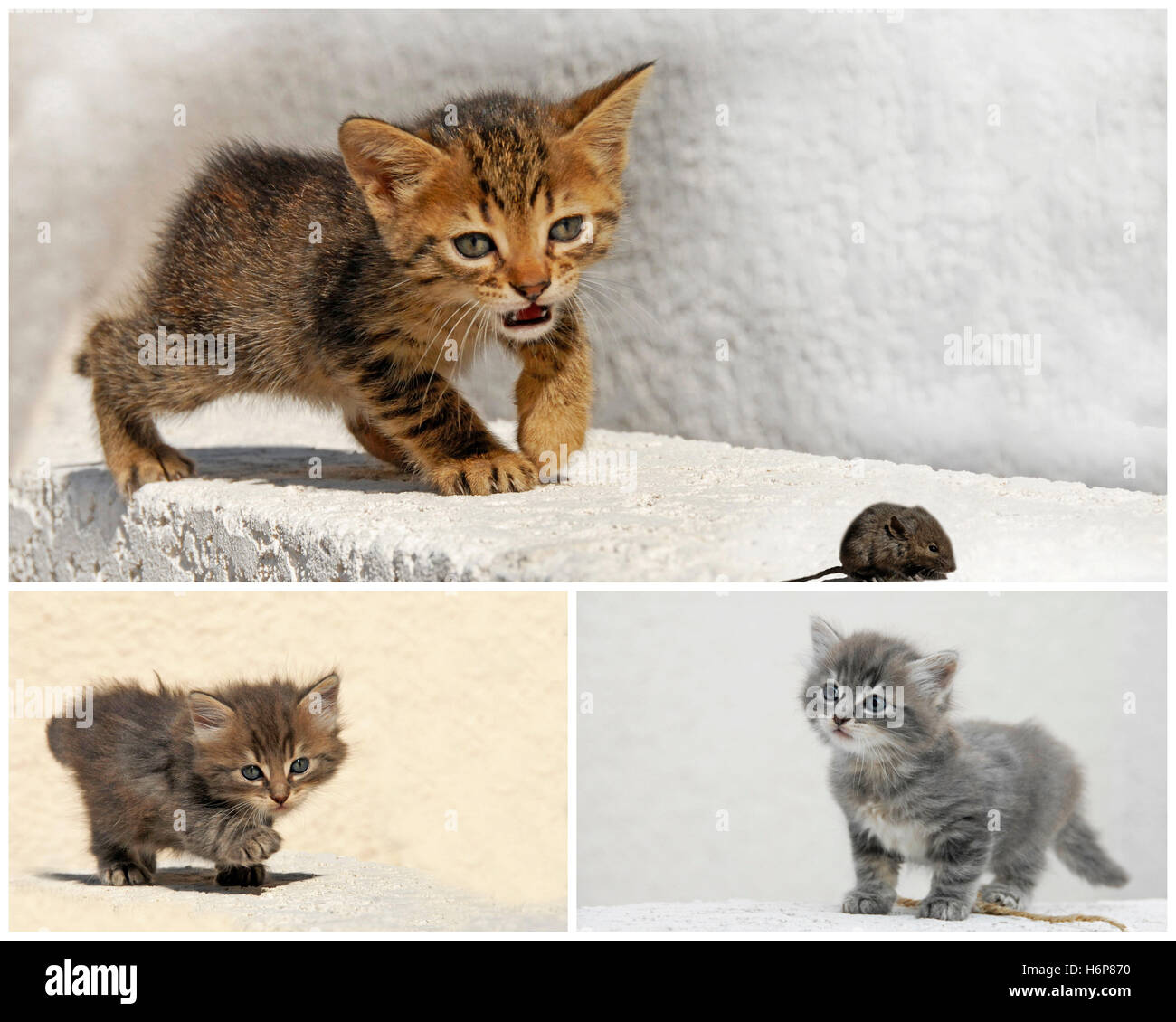 animaux domestiques Banque D'Images