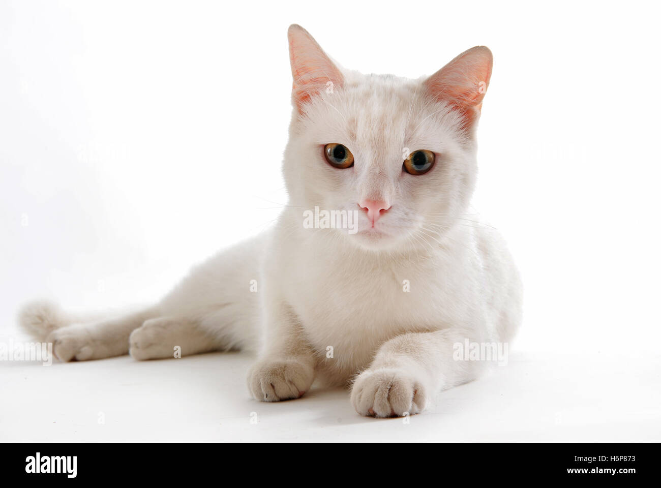 animaux domestiques Banque D'Images