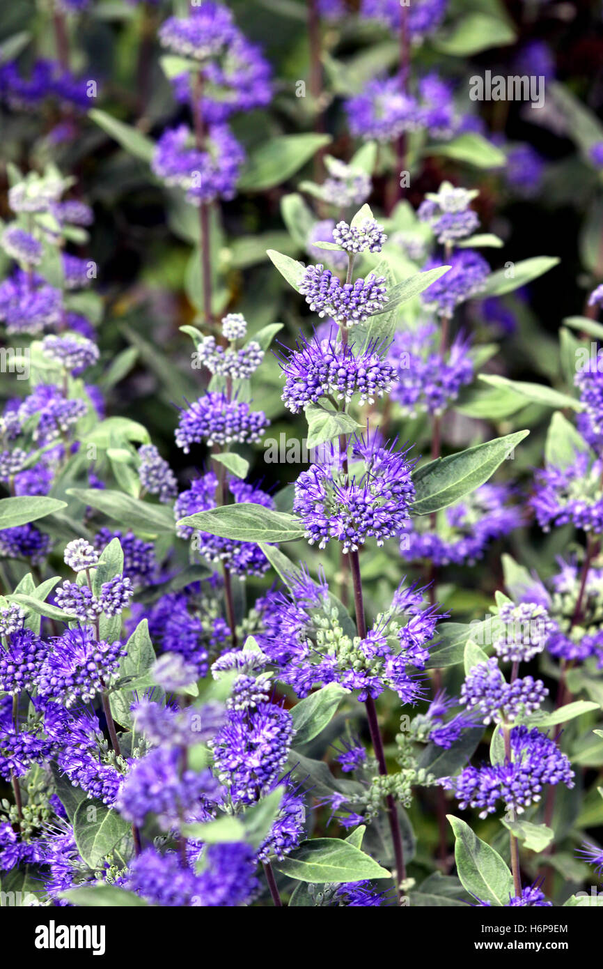 plantes fleurs Banque D'Images